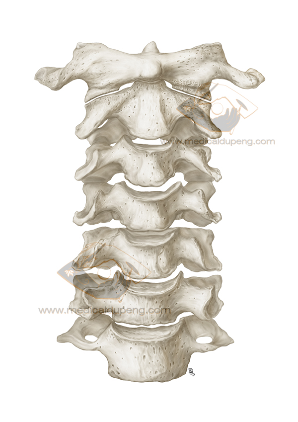 素描风格的颈椎椎骨 - 医学插画师-动画师-阿杜的原创生物医学可视化社团作品